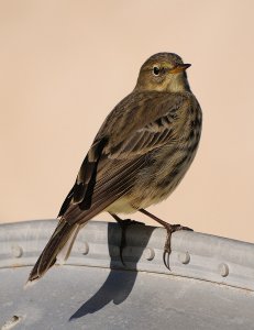 Rock Pipit