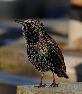 Starling