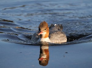 Goosander