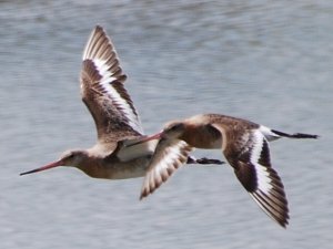 Black-tailed Godwits