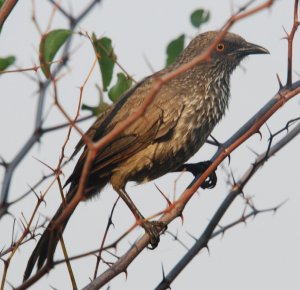 Arrow Marked Babbler