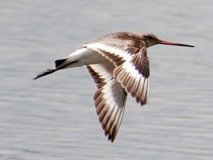 Black-tailed Godwit