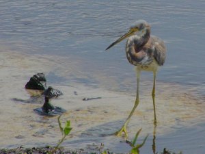 Tricolored Heron