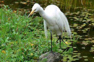 Great Egret