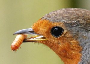 Robin up close.