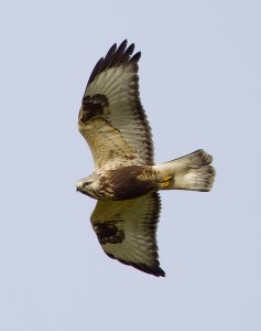 Immature Rough-legged Buzzard in flight