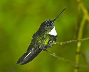 Collared Inca (side view)