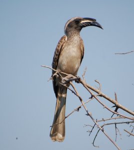 African Grey Hornbill