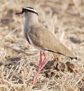 Crowned Lapwing