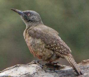 Ground Woodpecker