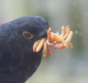 Blackbird with a bit of a beakfull!