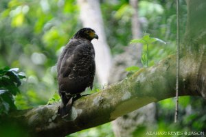 Crested Serpent Eagle