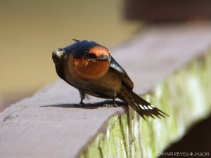 Pacific Swallow