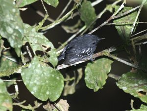 Dot-winged Antwren (male)
