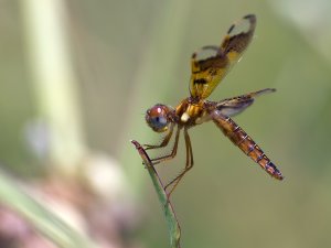 Eastern Amberwing - Perithemis tenera