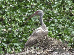 White Ibis