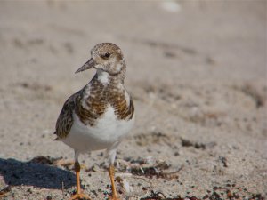 Ruddy Turnstone