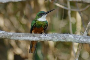 Rufous-tailed Jacamar