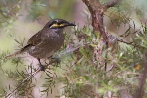 Yellow-faced Honeyeater