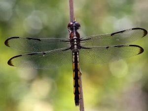 Bar-winged Skimmer - Libellula axilena (female)