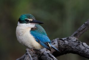 Sacred Kingfisher