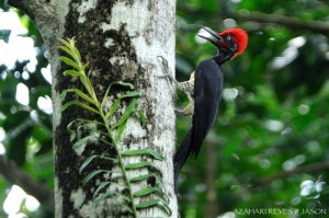 White-bellied Woodpecker