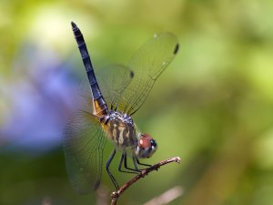 Blue Dasher - Pachydiplax longipennis (juvenille male)