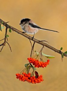 Long-tailed Tit - oriental style