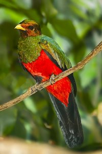 Golden-headed Quetzal (male)