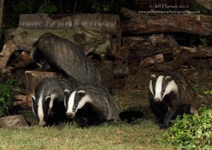 and then there were four (Badgers)