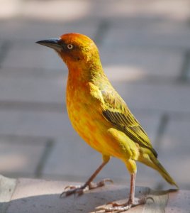 Cape Weaver