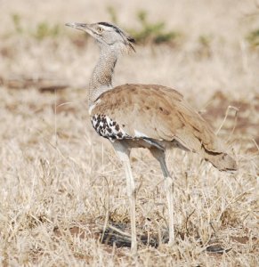 Kori Bustard