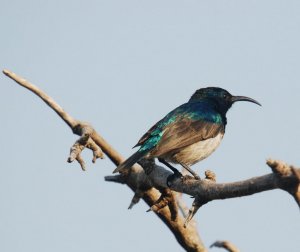 White bellied Sunbird