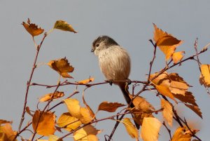 Autumnal LTT