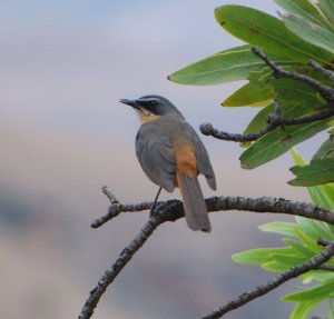 Cape Robin Chat