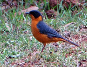 Chorister Robin Chat