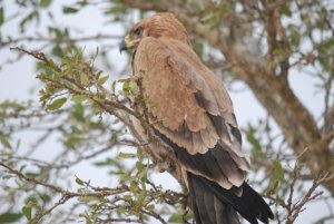 Tawny Eagle