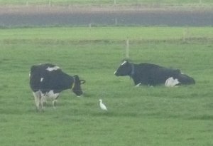 Cattle Egret Guyhirn Cambs