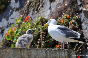 Western gull and good chick