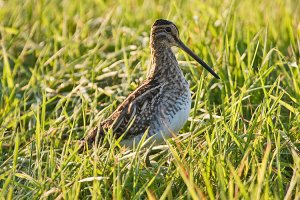 Common Snipe