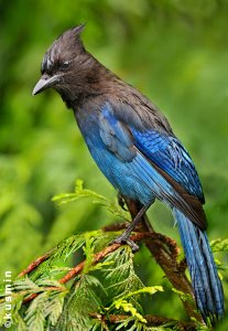 Steller's Jay