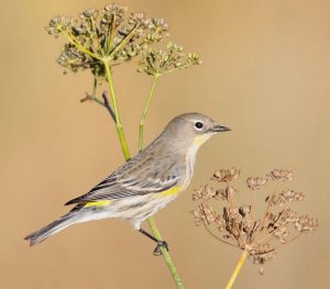 Yellow-rumped Warbler on Fennel