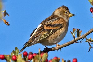 Brambling