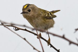 Goldcrest