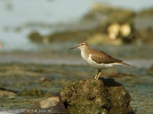 Common Sandpiper