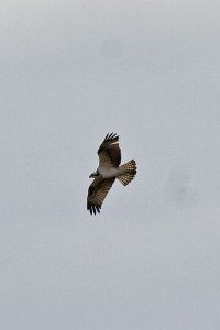 Osprey