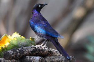 rueppel's starling