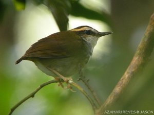 Bornean Stubtail