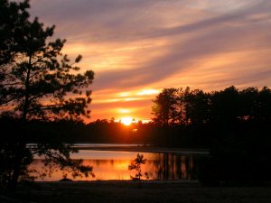 Sunsets over Cranberry Bogs
