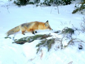 Red Fox Hunting